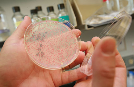 微生物及藻類(lèi)計(jì)數(shù)